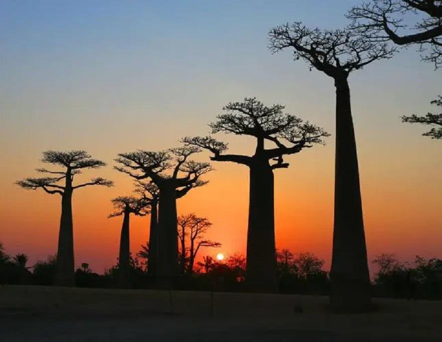 Madagascar.jpeg Madagascar.jpeg